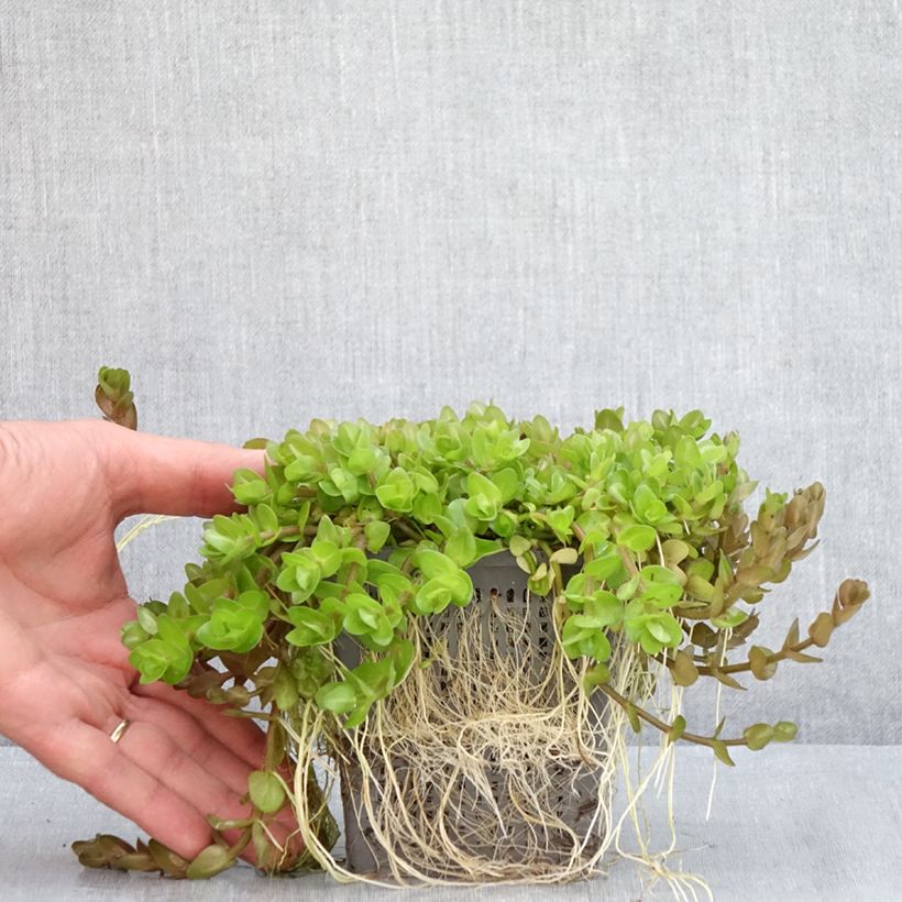 Example of Bacopa caroliniana - Bacopa de Caroline Pot de 1L/1,5L as you get in ete