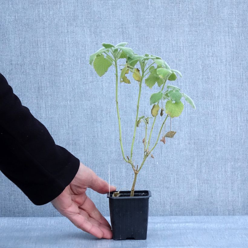 Spécimen de Ballota hirsuta - Ballote hirsute Godet de 8/9 cm tel que livré en hiver
