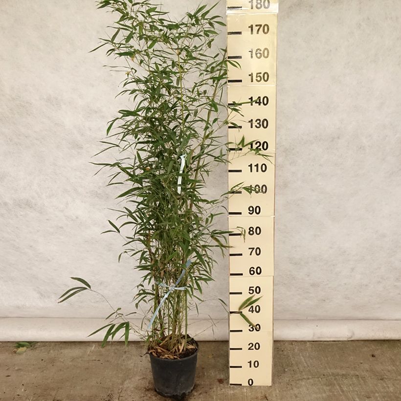 Spécimen de Bambou doré - Phyllostachys aurea Pot de 7,5L/10L tel que livré en été