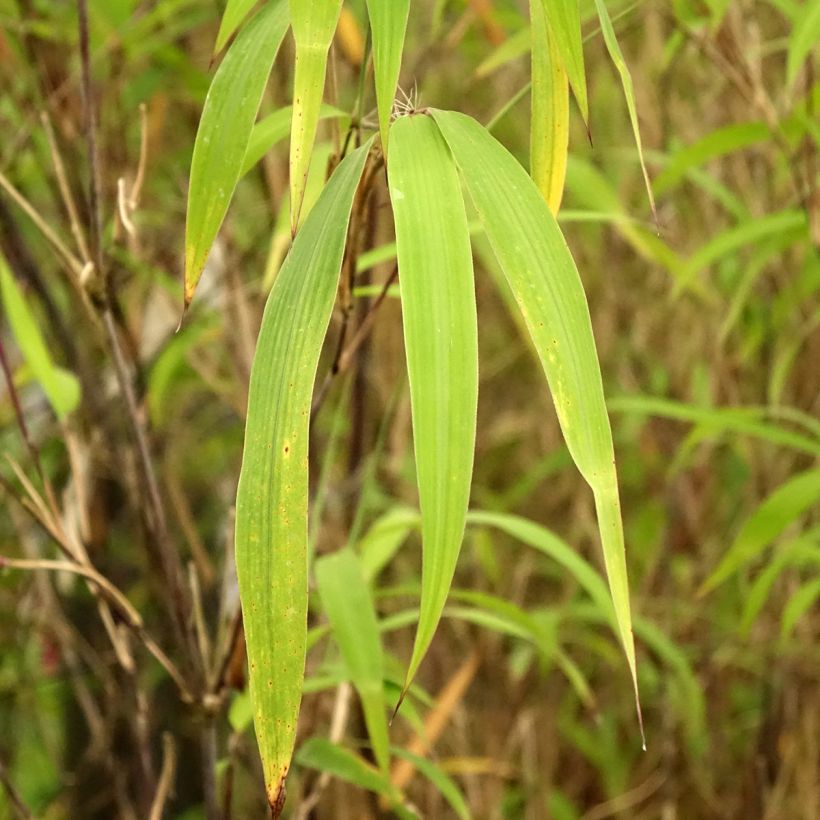 Bambou non traçant - Fargesia yunnanensis (Feuillage)