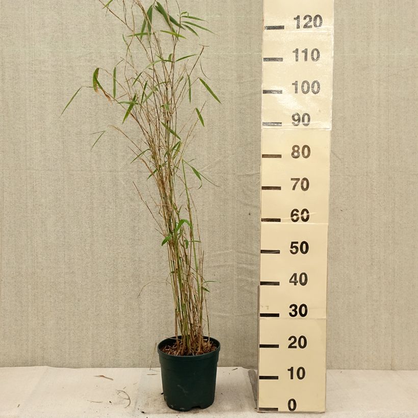 Spécimen de Bambou non traçant - Fargesia yunnanensis Pot de 4L/5L tel que livré en automne