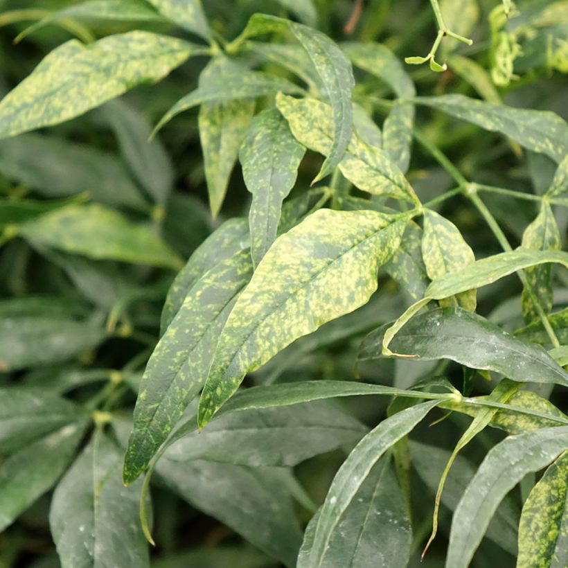 Bambou sacré - Nandina domestica Brightlight (Feuillage)
