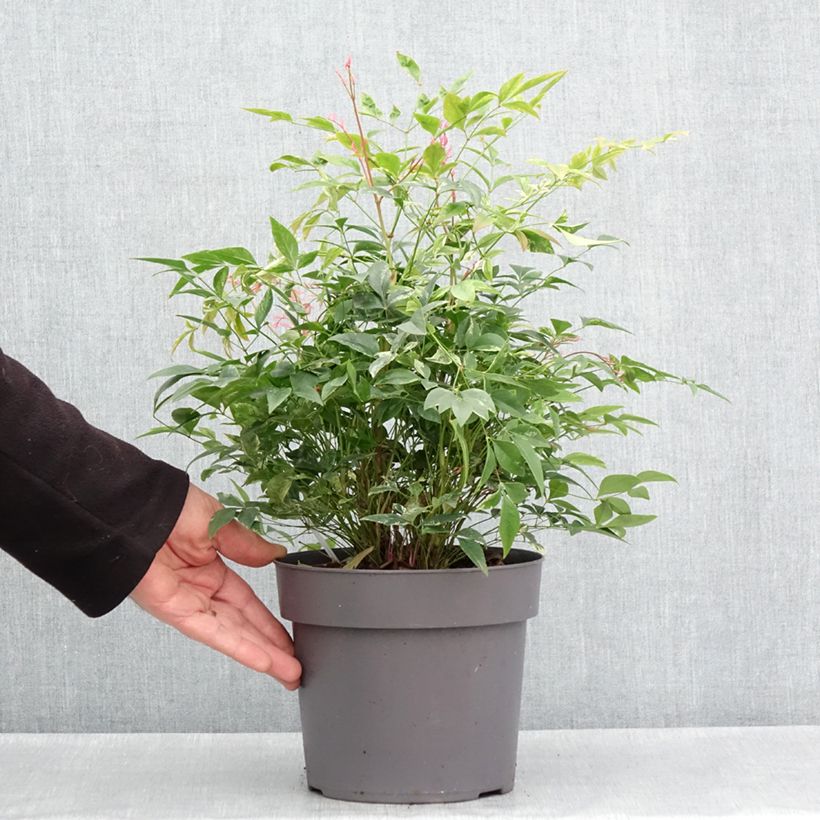 Example of Bambou sacré - Nandina domestica Magical Sunrise Pot de 3L/4L as you get in printemps