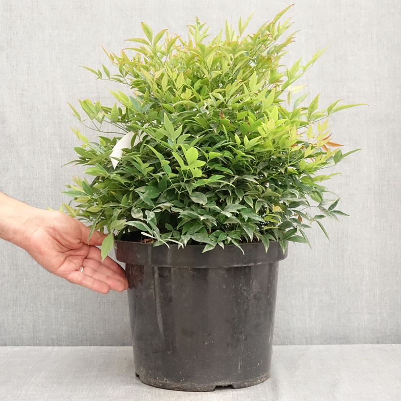 Spécimen de Bambou sacré - Nandina domestica Moon Bay Pot de 3L/4L tel que livré en été