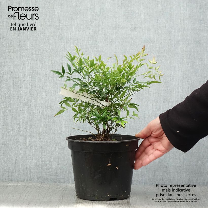 Spécimen de Bambou sacré - Nandina domestica Moon Bay Pot de 3L/4L tel que livré en hiver