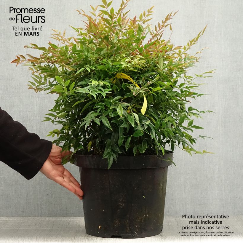 Example of Bambou sacré - Nandina domestica Sienna Sunrise Pot de 7,5L/10L as you get in printemps