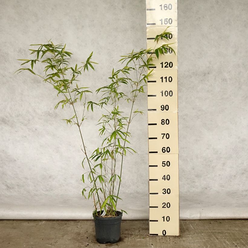 Spécimen de Bambusa glaucescens Multiplex - Bambou moyen Pot de 4L/5L tel que livré au printemps