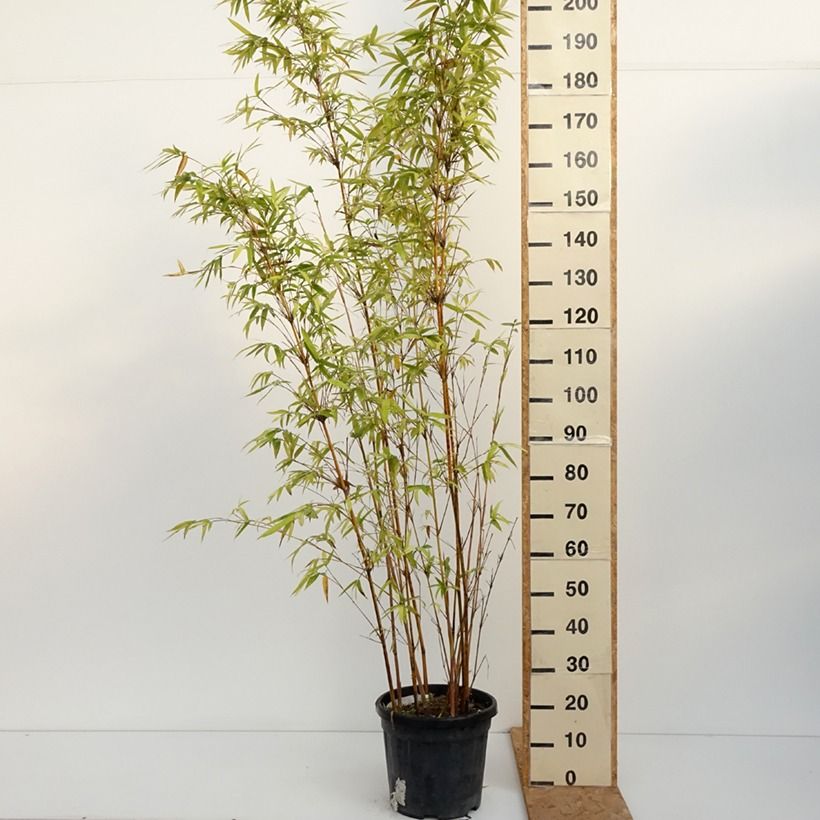 Spécimen de Bambusa multiplex  Alphonse Karr - Bambou d'intérieur Pot de 12L/15L tel que livré en automne