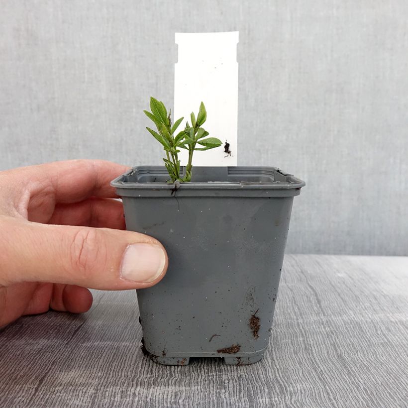 Example of Baptisia alba var macrophylla, Faux Lupin Godet de 8/9 cm as you get in printemps