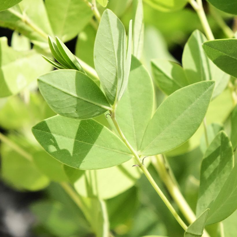 Baptisia Decadence Dark Chocolate - Lupin indigo (Foliage)