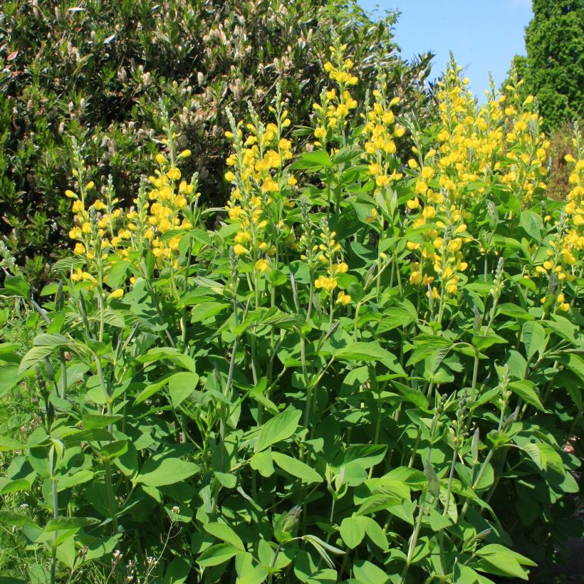 Baptisia sphaerocarpa (= viridis) - Faux indigo jaune. (Plant habit)