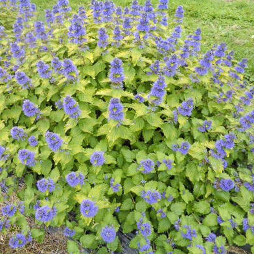 Caryopteris clandonensis Good as Gold - Spirée bleue (Port)