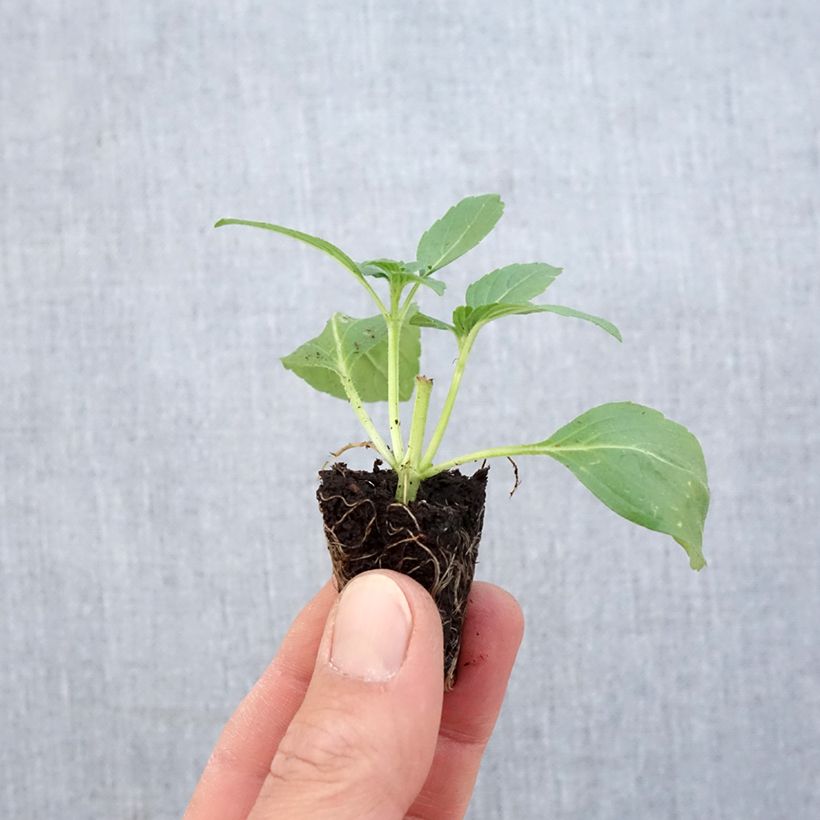 Spécimen de Basilic ornemental Magic White Bio - Ocimum basilicum Mini-motte Ø 1,5/2,5 cm tel que livré au printemps