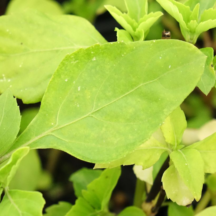Basilic vivace anisé  (Feuillage)