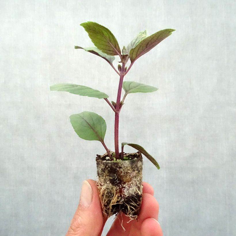 Spécimen de Basilic vivace Magic Mountain BIO Mini-motte Ø 3/4 cm tel que livré au printemps