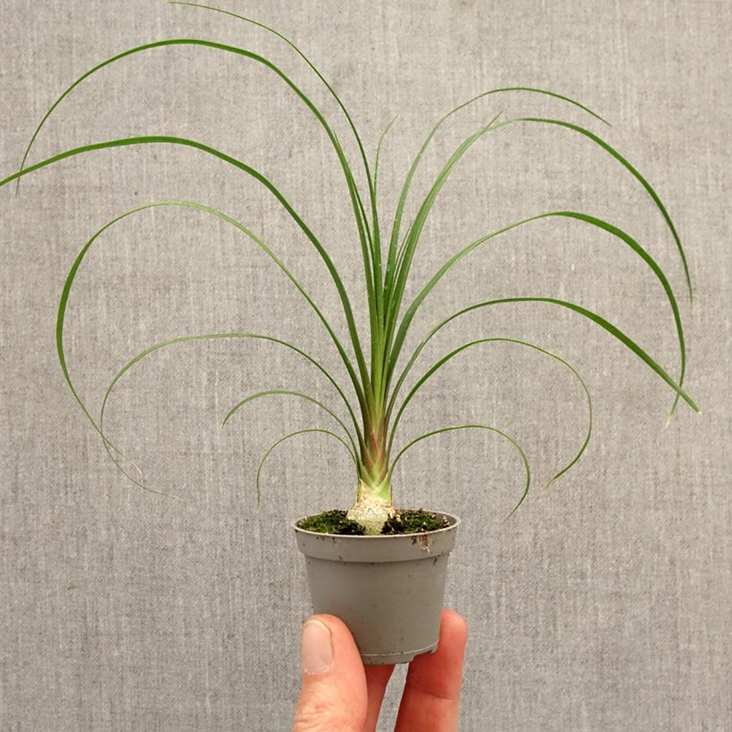 Spécimen de Beaucarnea recurvata - Arbre bouteille ou Pied d'éléphant  Mini-plante tel que livré au printemps