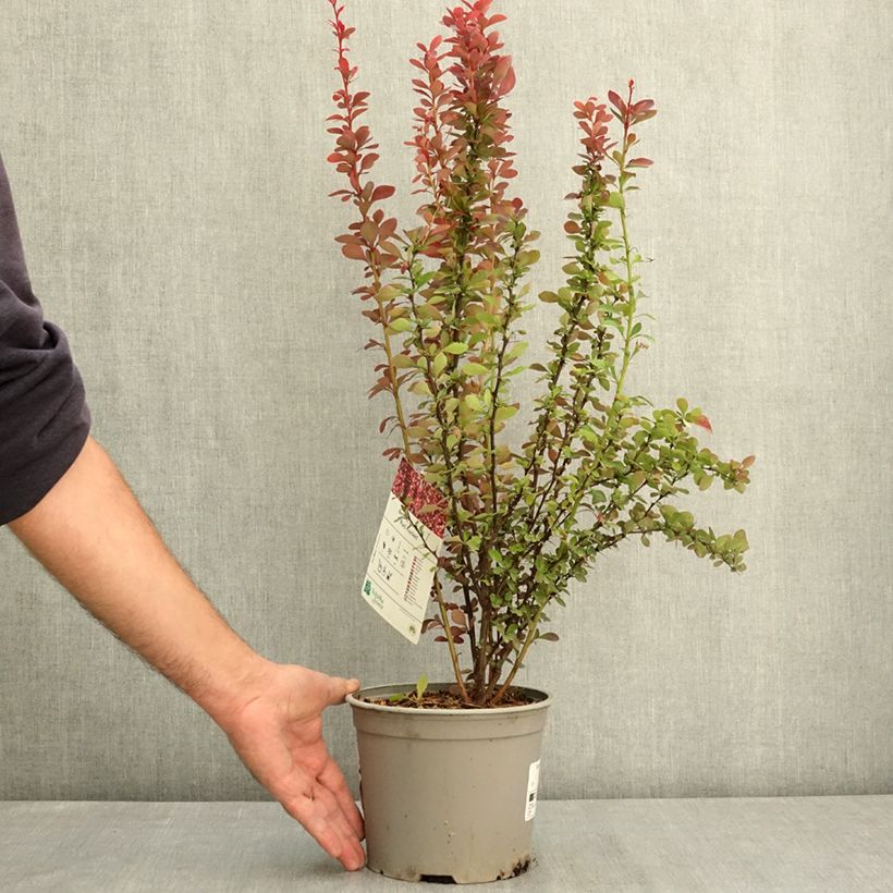 Spécimen de Beberis thunbergii Red Rocket - Epine-vinette Pot de 2L/3L tel que livré en été
