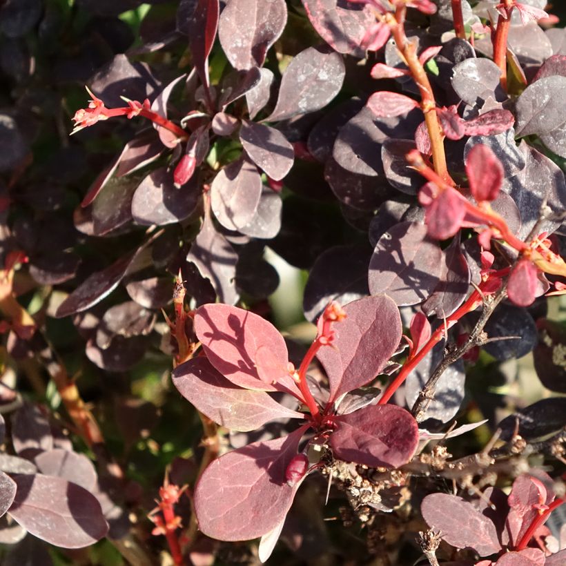 Beberis thunbergii Red Rocket - Epine-vinette (Foliage)