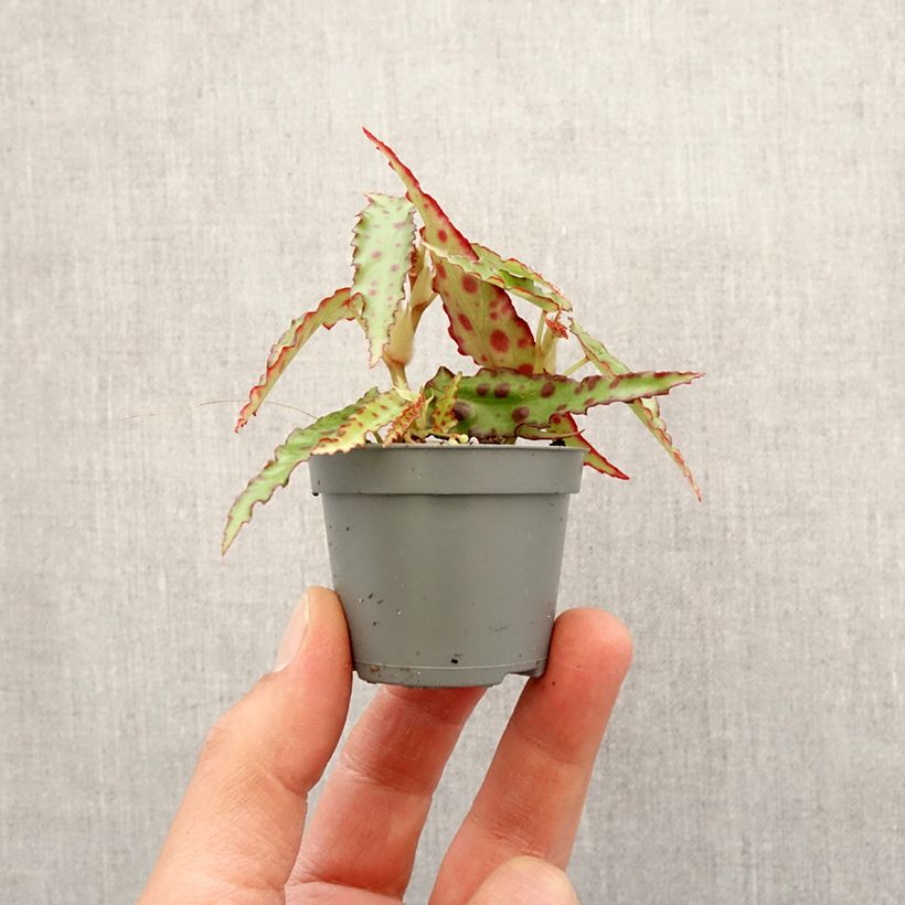 Spécimen de Begonia amphioxus - Bégonia d'intérieur Mini-plante tel que livré au printemps