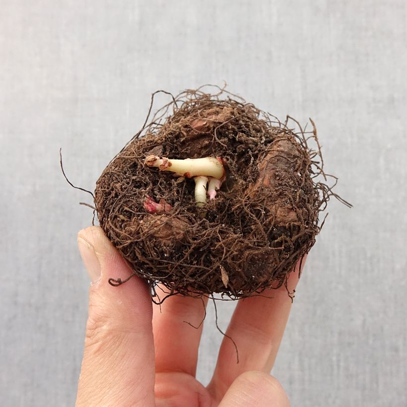 Spécimen de Begonia Bertinii  Bulbe calibre 6/7 tel que livré au printemps