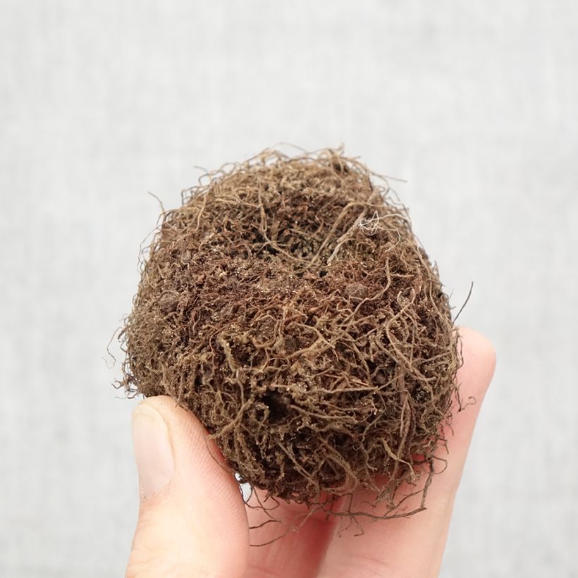 Spécimen de Begonia boliviensis Santa Barbara - Bégonia retombant Bulbe calibre 24+ tel que livré au printemps