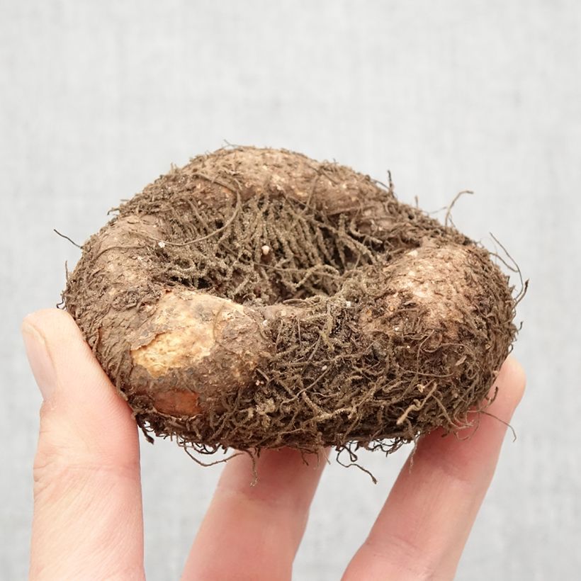 Spécimen de Begonia boliviensis Santa Cruz - Bégonia retombant Bulbe calibre 24+ tel que livré au printemps