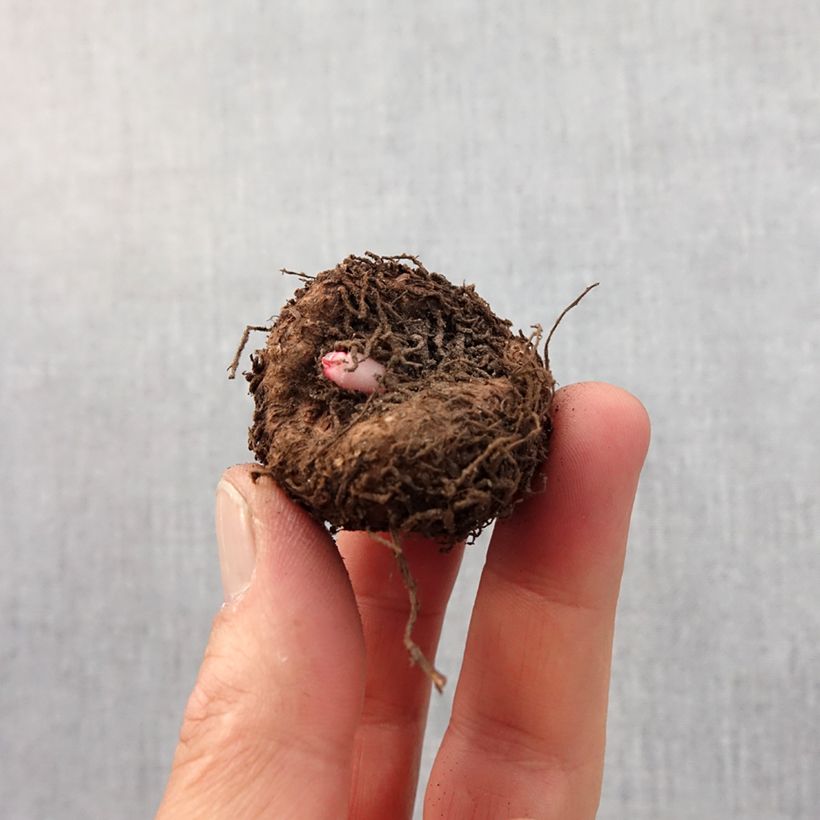 Example of Begonia crispa Marginata White-Red Bulbe calibre 5+ as you get in printemps