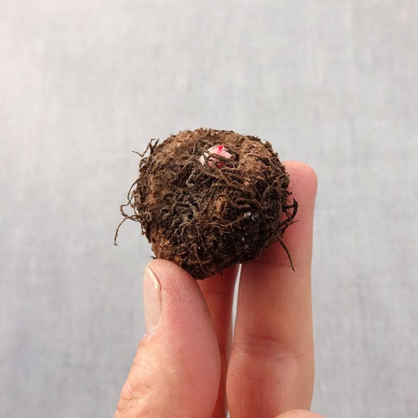 Example of Begonia double Bouton de Rose Bulbe calibre 5+ as you get in printemps