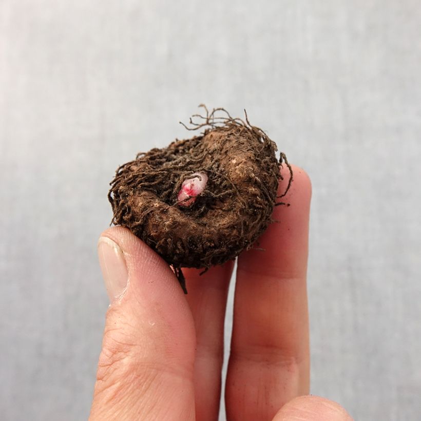 Spécimen de Begonia Double Marmorata Bulbe calibre 4, Livré en calibre 6+ tel que livré au printemps