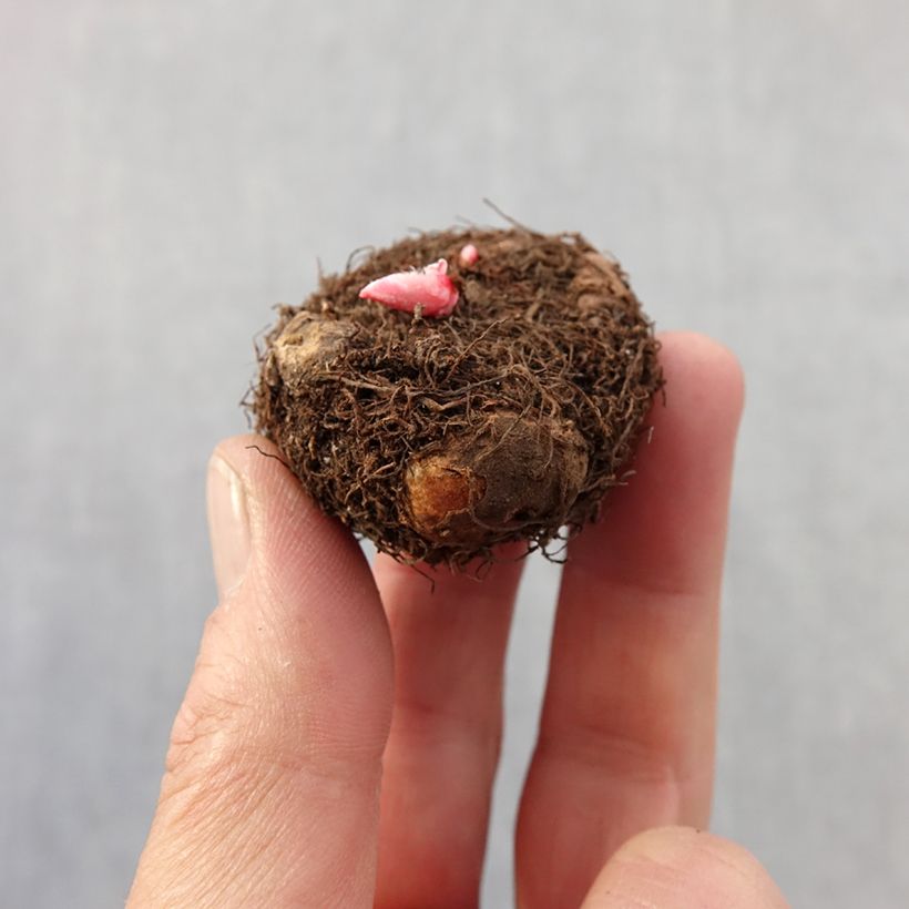 Spécimen de Begonia double pastel en mélange Bulbe calibre 4+ tel que livré au printemps