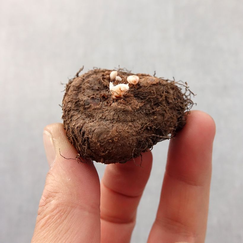 Spécimen de Begonia Fimbriata Jaune Bulbe calibre 6+ tel que livré au printemps