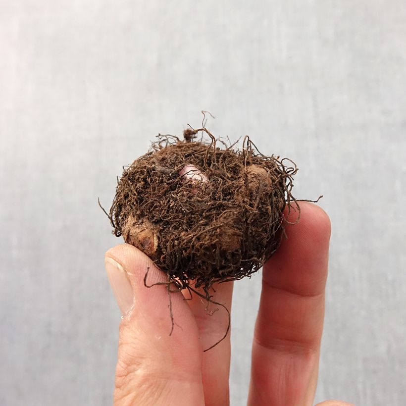 Spécimen de Begonia Fimbriata Orange Bulbe calibre 6+ tel que livré au printemps