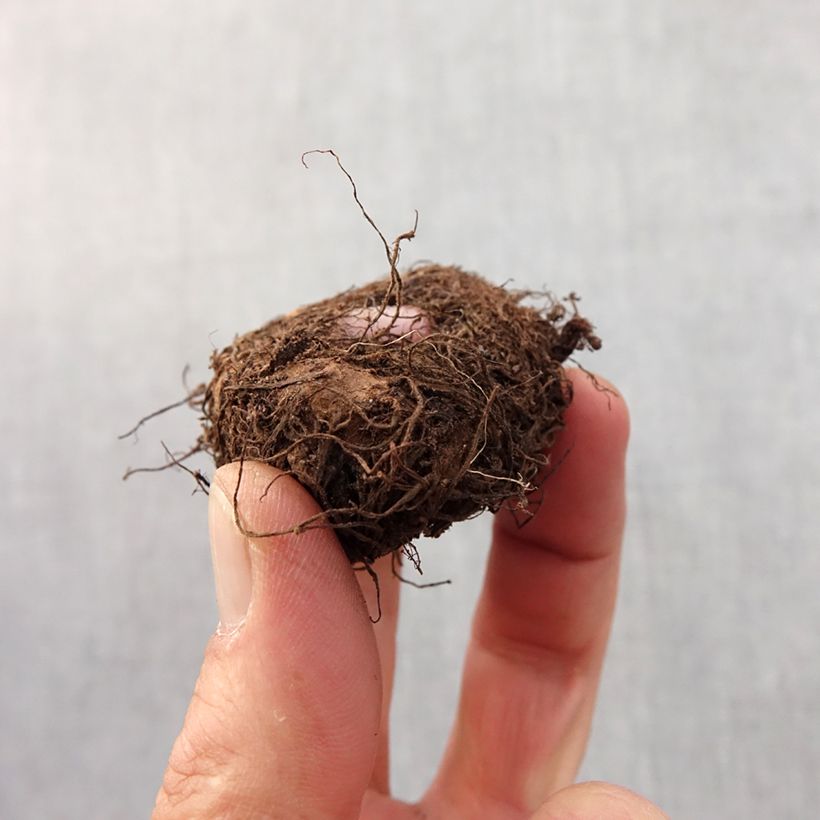 Spécimen de Begonia Fimbriata Rose Bulbe calibre 6+ tel que livré au printemps