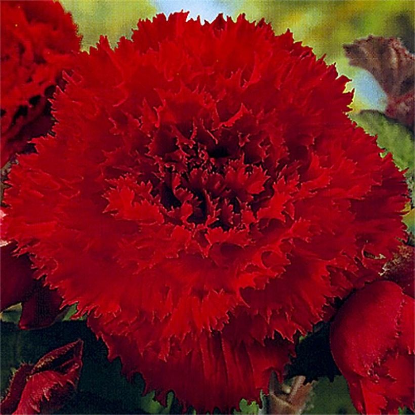 Begonia Fimbriata Rouge (Flowering)