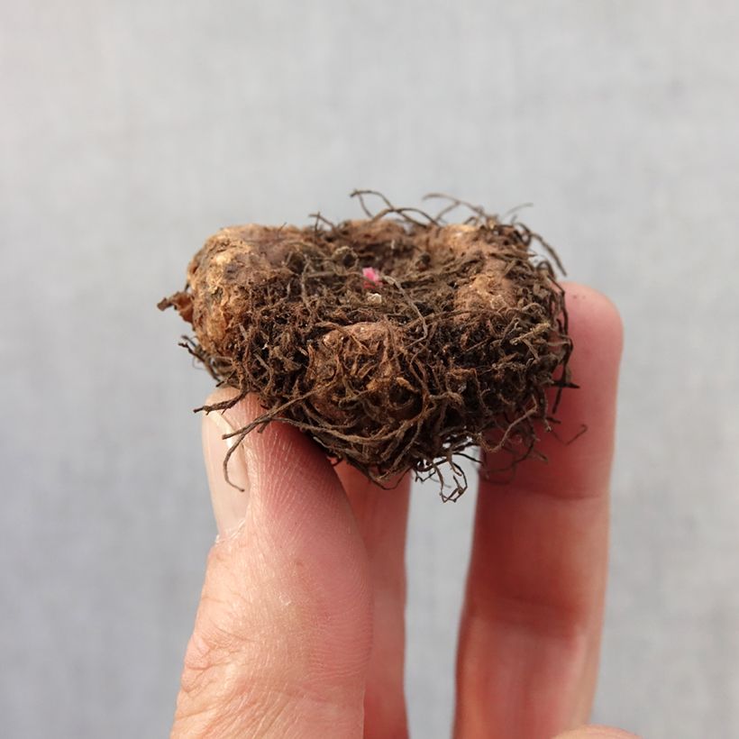 Example of Begonia Fimbriata Samba en mélange Bulbe calibre 4+ as you get in printemps