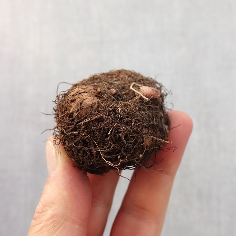 Spécimen de Begonia Grandiflora Blanc Bulbe calibre 6+ tel que livré au printemps