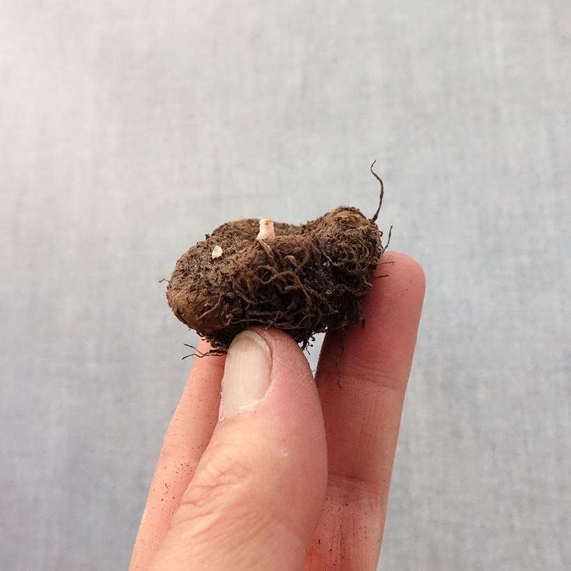 Spécimen de Begonia Grandiflora Picotee jaune rouge Bulbe calibre 4+ tel que livré au printemps