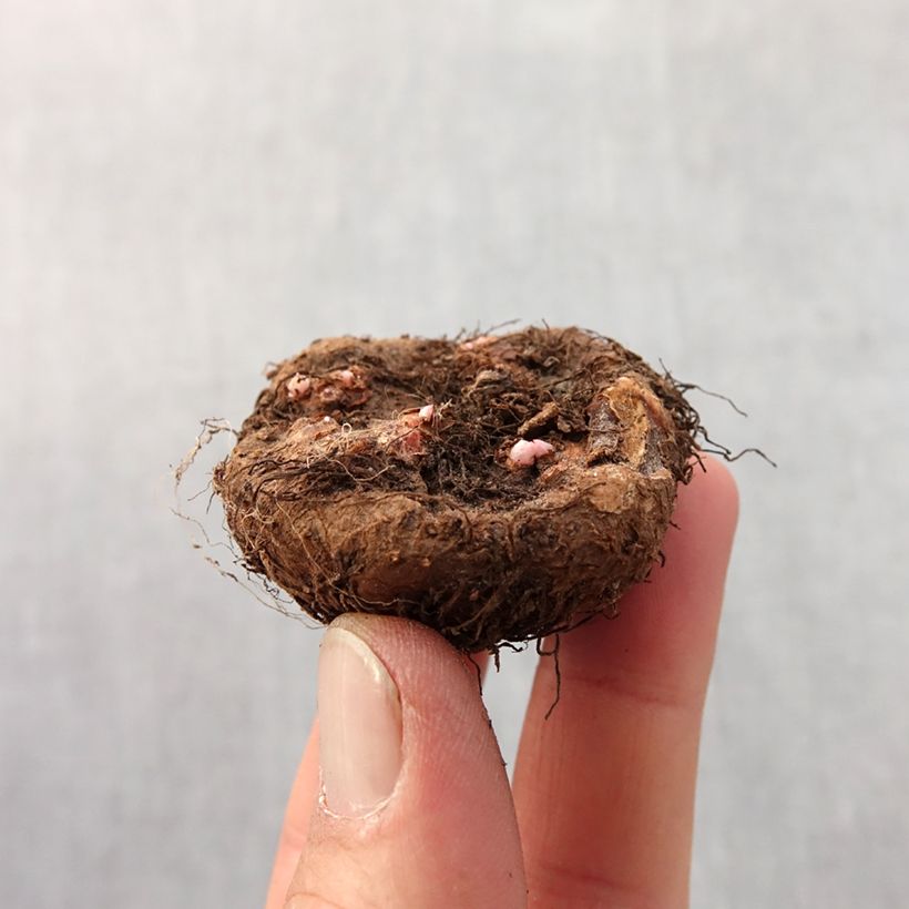 Spécimen de Begonia Grandiflora Rouge Bulbe calibre 4+ tel que livré au printemps