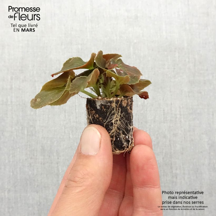 Spécimen de Bégonia Gumdrop Coco Red  Mini-motte Ø 1,5/2,5 cm tel que livré au printemps