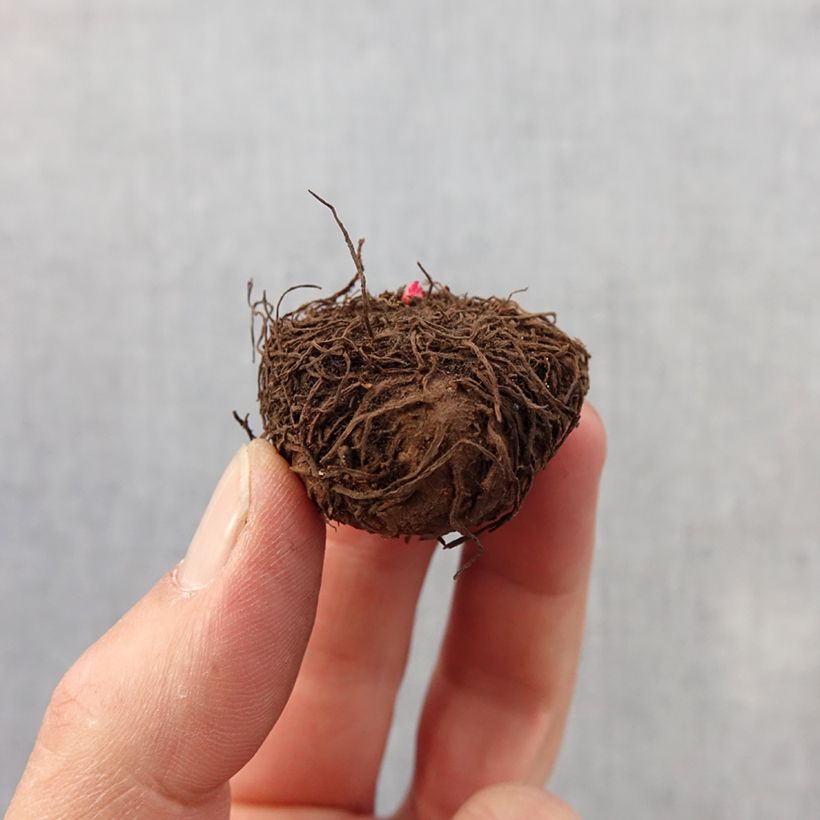 Spécimen de Bégonia multiflora Bijou de Gand Bulbe calibre 2,5/5 tel que livré au printemps