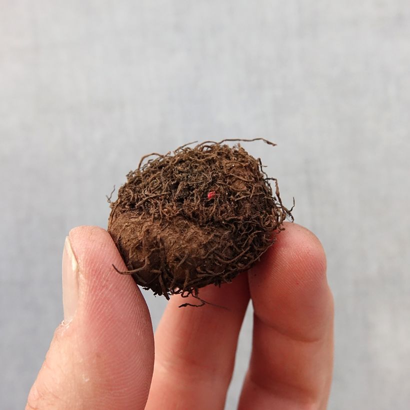 Spécimen de Begonia multiflora Flamboyant Bulbe calibre 2,5/5 tel que livré au printemps