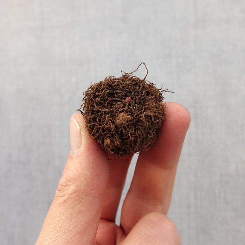 Spécimen de Bégonia multiflora Helene Harms Bulbe calibre 2,5/5 tel que livré au printemps