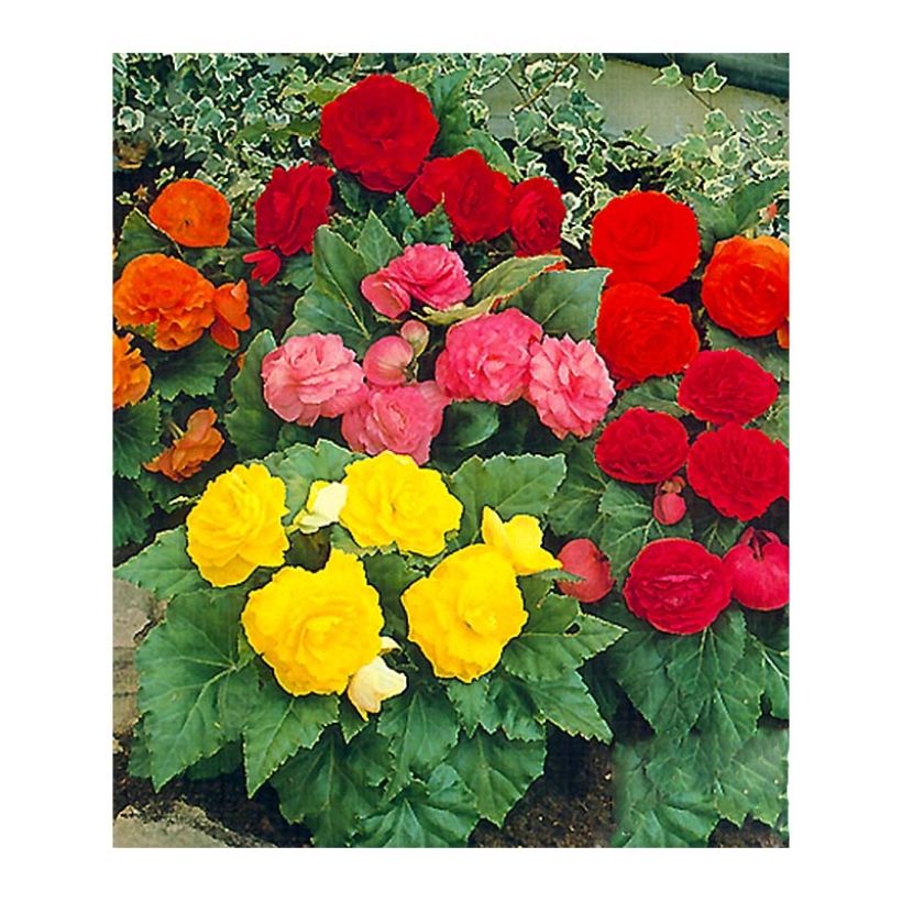 Begonia Non Stop en mélange (Flowering)