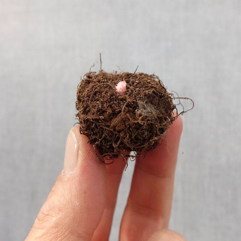 Example of Begonia Non Stop en mélange Bulbe calibre 4+ as you get in printemps