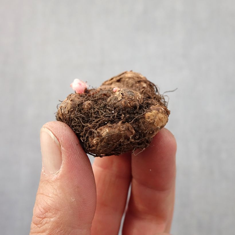 Spécimen de Begonia pendula Golden Balcony - Begonia retombant Bulbe calibre 4+ tel que livré au printemps