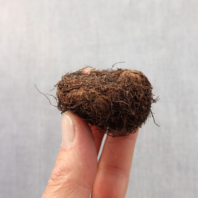 Spécimen de Begonia pendula Orange - Bégonia retombant Bulbe calibre 6+ tel que livré au printemps