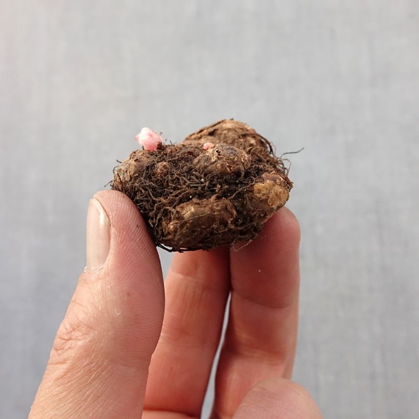 Spécimen de Begonia pendula Pink Balcony - Begonia retombant Bulbe calibre 5+ tel que livré au printemps