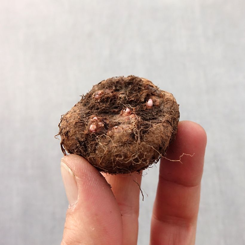 Example of Begonia pendula rouge - Bégonia retombant Bulbe calibre 6+ as you get in printemps