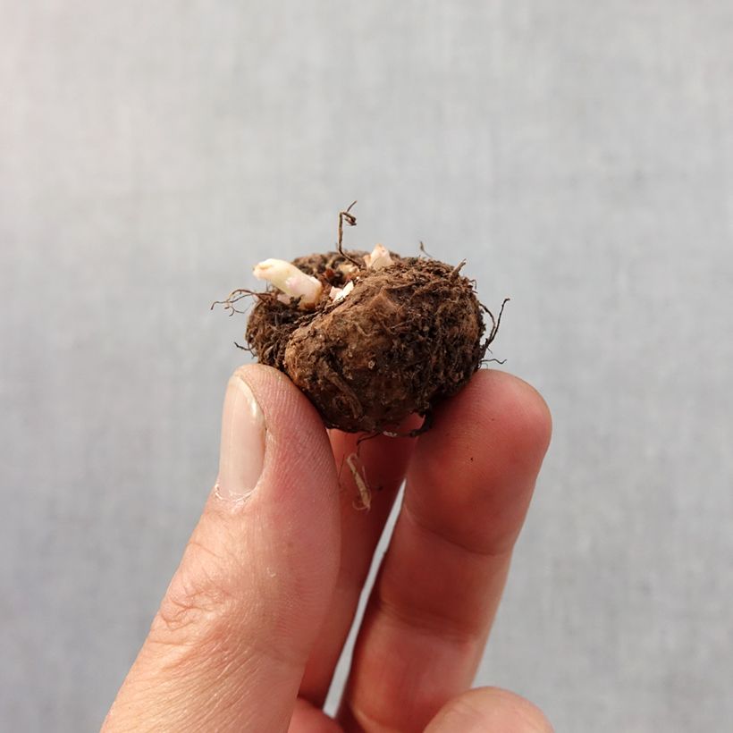 Example of Begonia picotée en mélange Bulbe calibre 4+ as you get in printemps