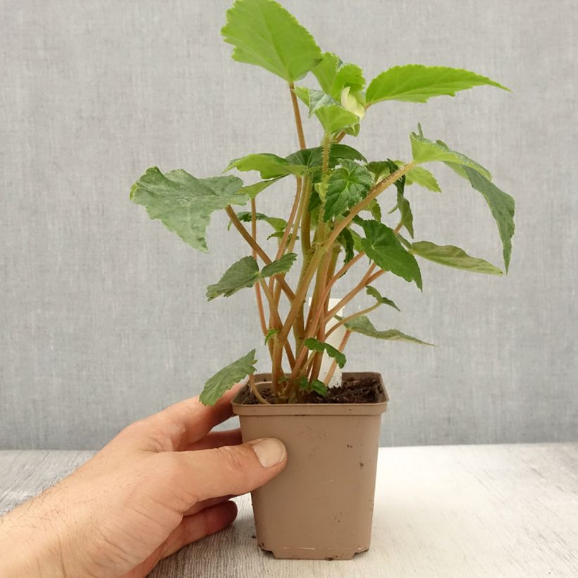 Spécimen de Bégonia retombant Chardonnay Godet de 8/9 cm tel que livré au printemps